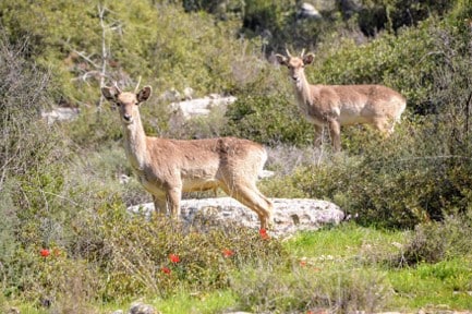 יחמור פרסי בהרי ירושלים. צילום דוד רוזנבלט
