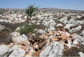 פתח בור צמד (מתחת לעץ) בלב שדה טרשים מפותח