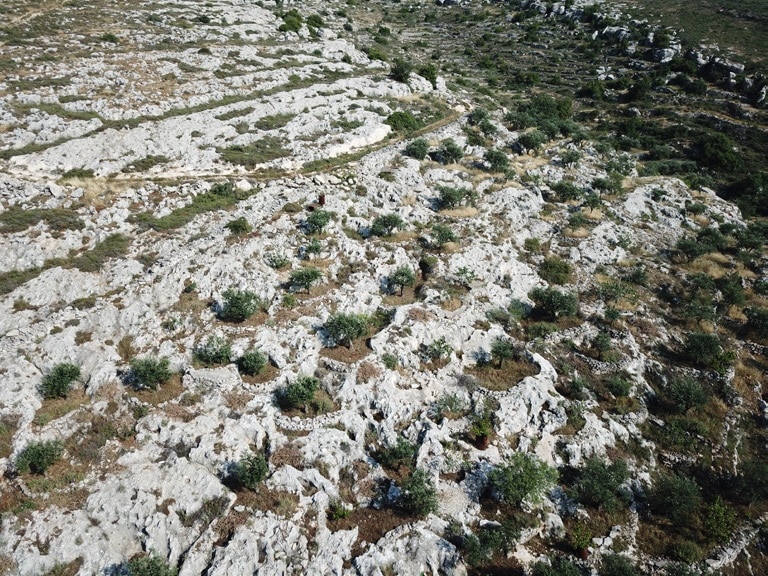 שדות קופסה מעובדים. חוסאן. מרחב גוש עציון . יהודה. צילום- רפי לואיס.